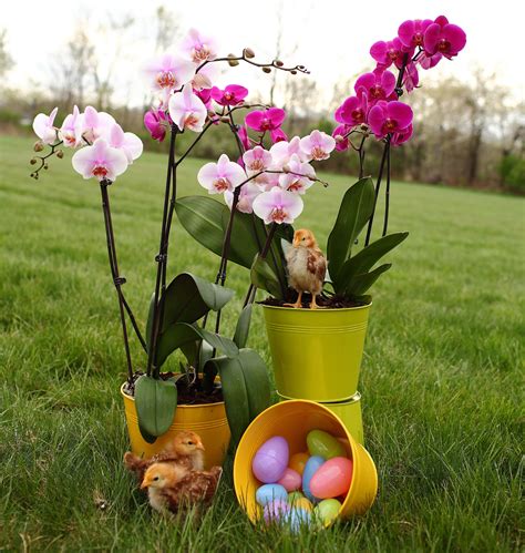 Why Are Easter Orchids Purple and White? | Diy orchids, Orchids, Orchid pot