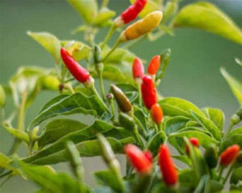 How to grow Birds Eye Chili from seeds?