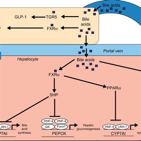 (PDF) Colesevelam hydrochloride: Evidence for its use in the treatment of hypercholesterolemia ...