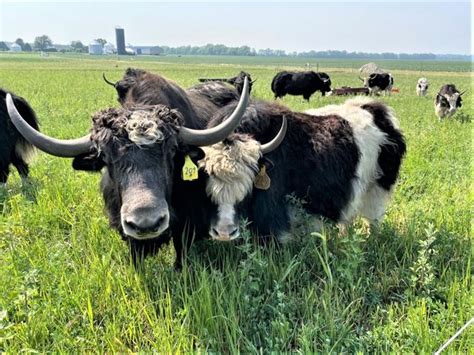 Area family raises yaks on organic farm | Local News | commercial-news.com