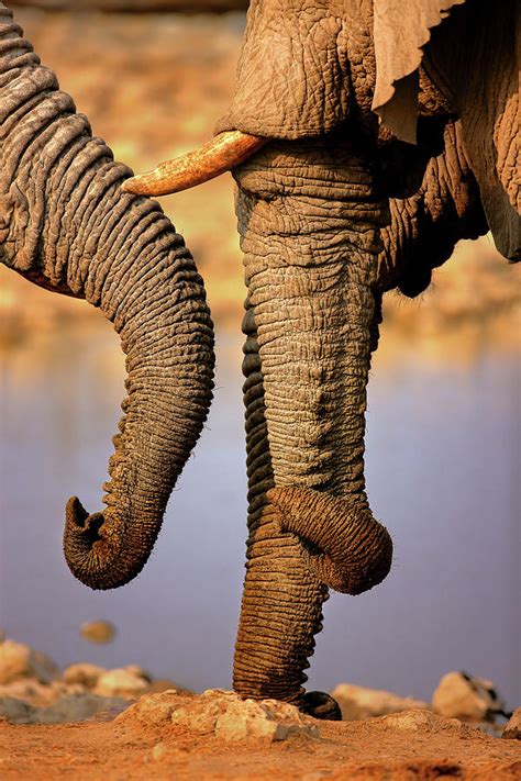 Elephant trunks interacting close-up Photograph by Johan Swanepoel ...