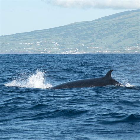 My Guide to Pico Island, Azores - WhyThisPlace.com