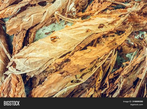 Dry Tobacco Leaves Image & Photo (Free Trial) | Bigstock