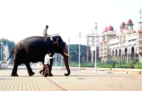 Dasara elephants at Mysuru Palace