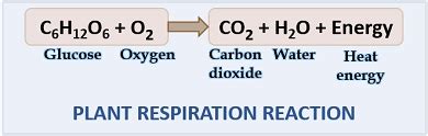 Plant Respiration Equation