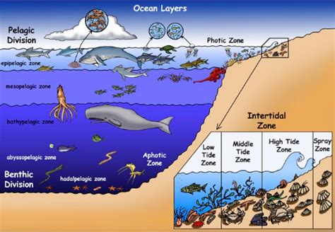 The Intertidal Zone on emaze