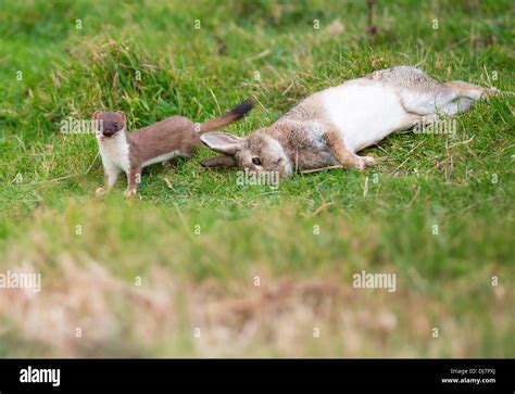 Stoat rabbit hi-res stock photography and images - Alamy