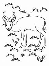 Savannah Grassland Coloring Page Pages sketch template
