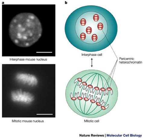 Chromosomes | Learn Science at Scitable