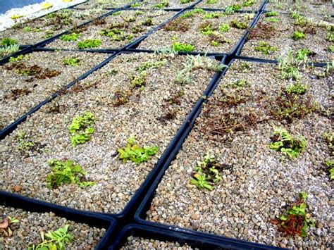 Fraser Public Schools Building - Greenroofs.com