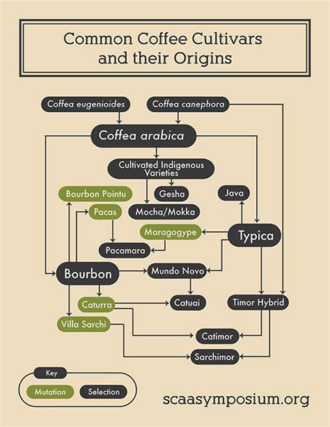 A Botanists' Guide to Specialty Coffee — Specialty Coffee Association