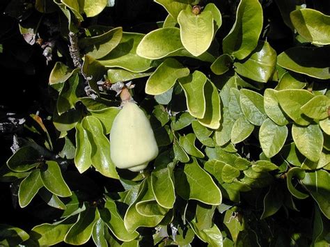 Ficus pumila (Climbing Fig, Creeping Fig) | North Carolina Extension ...