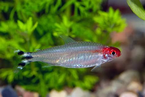 16+ Popular Rummy Nose Tetra Tank Mates - TheFishBlog