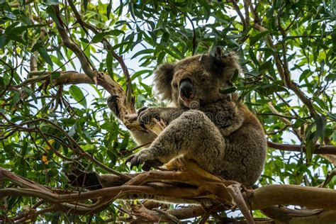 Koala on Eucalyptus Tree stock photo. Image of australia - 84081802