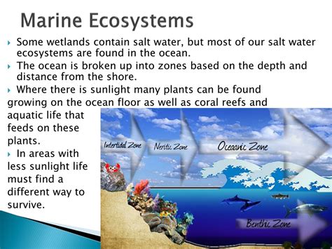 PPT - Aquatic Ecosystems and Succession PowerPoint Presentation, free download - ID:9636402