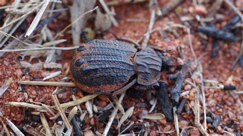 Undescribed species of beetle that feeds on snake poo found near Uluru during national park ...