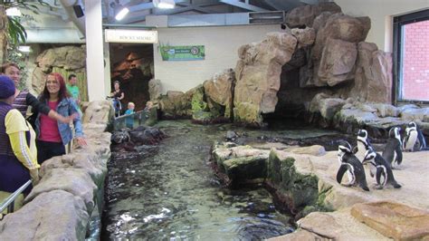 Penguins at the Two Oceans Aquarium. | Ocean aquarium, Cape town south africa, Ocean