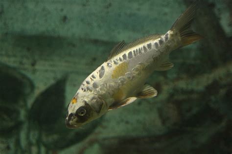 Ghost Koi am 3.10.2010 im Marineland in Niagara Falls. - Tier-fotos.eu