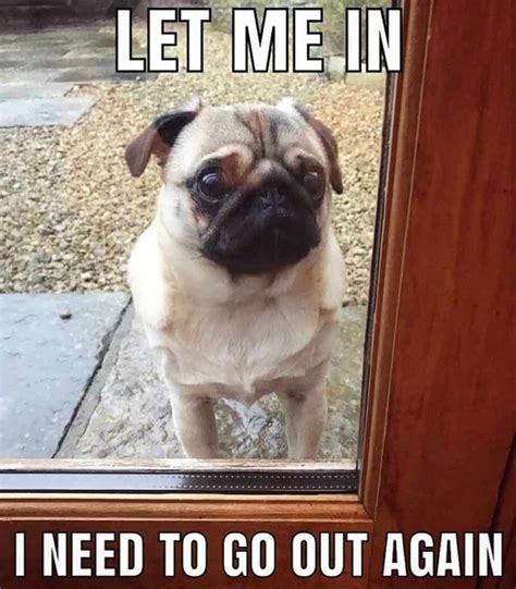 50+ Cutest Pug Meme