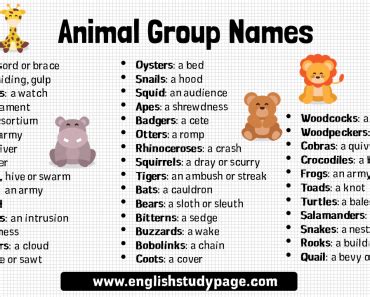 Animal Group Names Archives - English Study Page