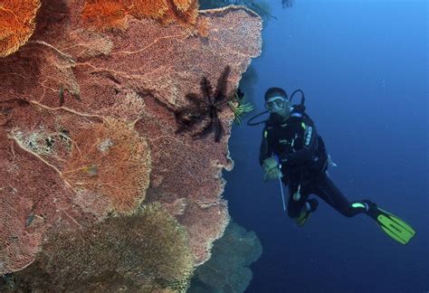 Diving Moalboal Cebu Philippines | Kids Matttroy