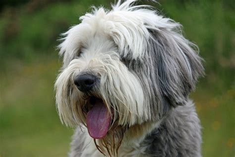 Top 5 Dog Breeds With Goatees, Beards, and Mustaches - PetHelpful