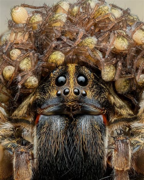 Wolf spider mama wearing crown of babies captured in stunning photo | Live Science