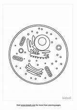 Human Cell Coloring Tissue Drawing Anatomy Muscles Cells Tissues Key  sketch template