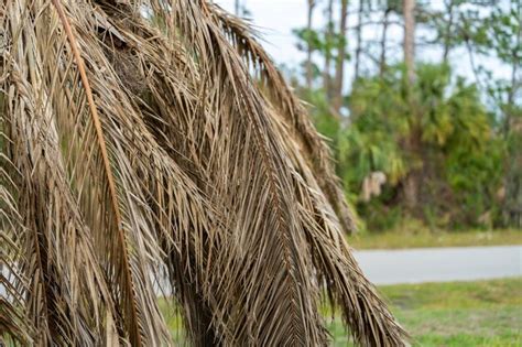 Premium Photo | Dead palm tree with dry branches on florida home ...