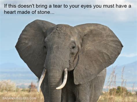 Elephants Have the Best Memory of Any Mammal on the Planet (9 pics) - Izismile.com