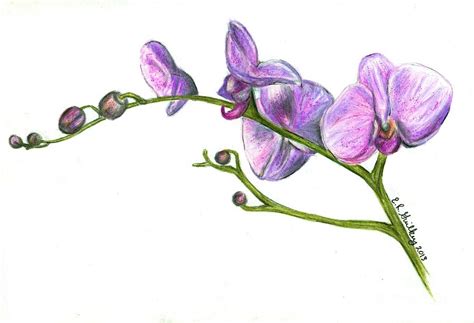 Purple Orchids Drawing by Elizabeth Guilkey