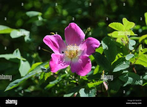 Alpine rose Stock Photo - Alamy