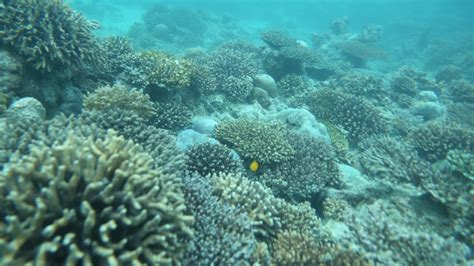 Yemen Tourism Promotion Board - Coral reefs and marine diversity