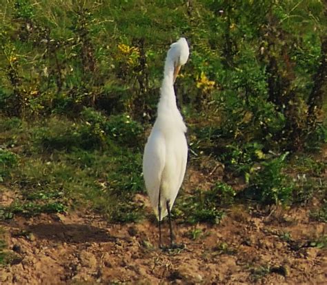 eBird Checklist - 6 Sep 2023 - Frampton Marsh RSPB Reserve - 1 species