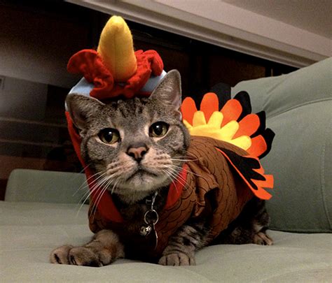 15 Reasons to Be Thankful for your Cat this Thanksgiving – Meowingtons ...