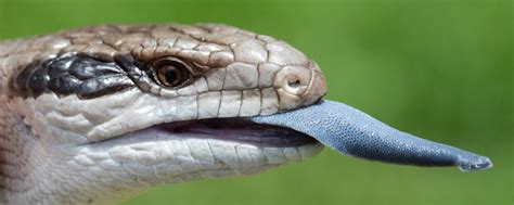 Reptile Vets in Perth, Melbourne & Brisbane (Snakes, Lizards, etc.)