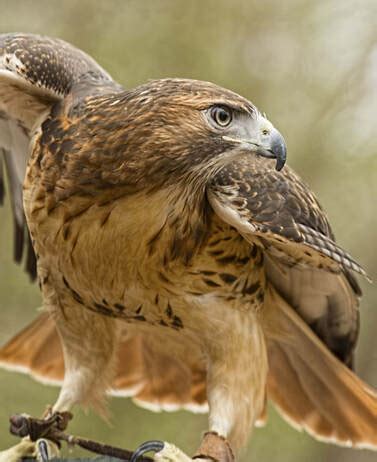 Eastern Red-Tailed Hawk - Connecticut's Beardsley Zoo