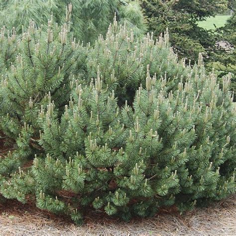 Dwarf Mugo Pine 'Slowmound' (Pinus mugo) | My Garden Life