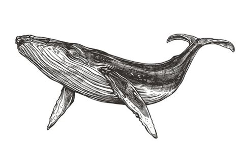 humpback whale tail drawing - womanonchaiseloungepainting