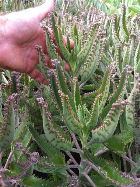 Devils Backbone Plant Kalanchoe | Plants, Plant identification, Succulents