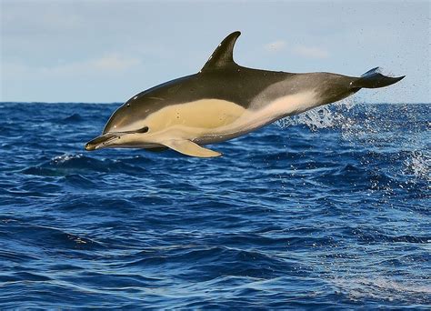 Common Dolphin (delphinus delphis) | Common dolphin, Dolphins, Dusky dolphin