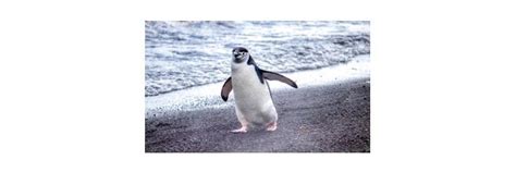 Chinstrap Penguin: Description, Habitat, & Fun Facts