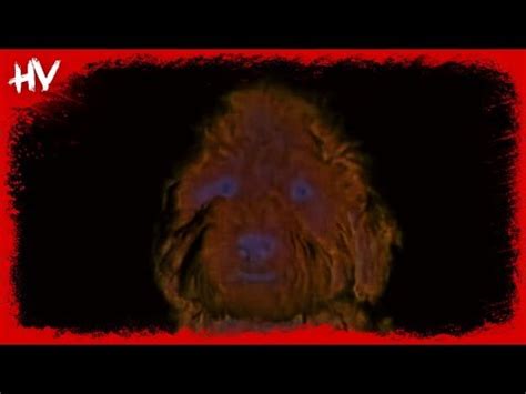 Waffle the Wonder Dog - Theme Song (Horror Version) 😱 - YouTube