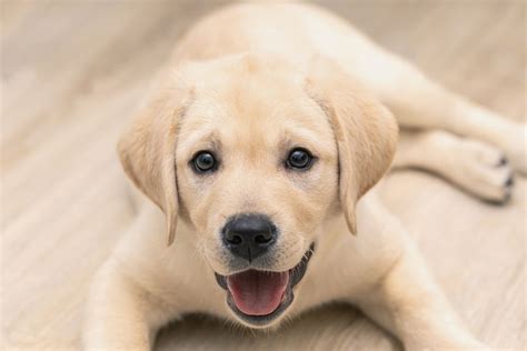 10 Best Labrador Breeders In Florida (Trusted & Reliable) - 2024