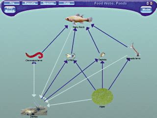 Pond Ecosystem Food Web