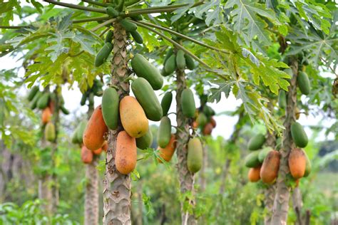 Papaya Tree, Papaya Plant, Fruit Trees, 56% OFF