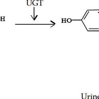 Structure of bisphenol. | Download Scientific Diagram