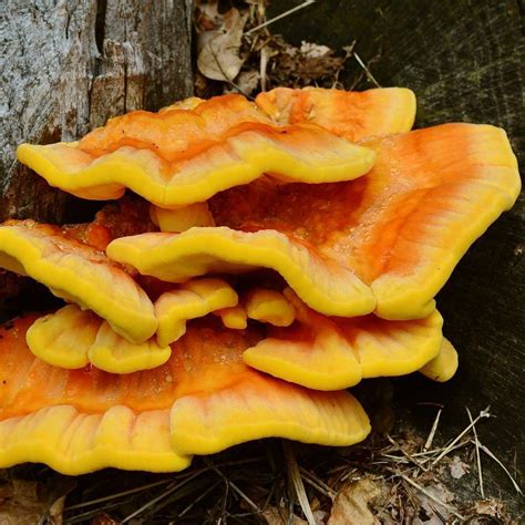 Laetiporus sulphureus | All About Growing & Hunting Mushrooms