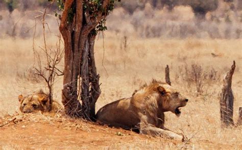 Tsavo lions – Man-Eaters of Tsavo | DinoAnimals.com