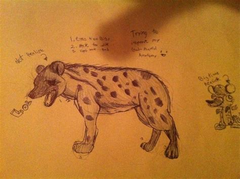 Hyena anatomy practice by WhatTheFlup on DeviantArt